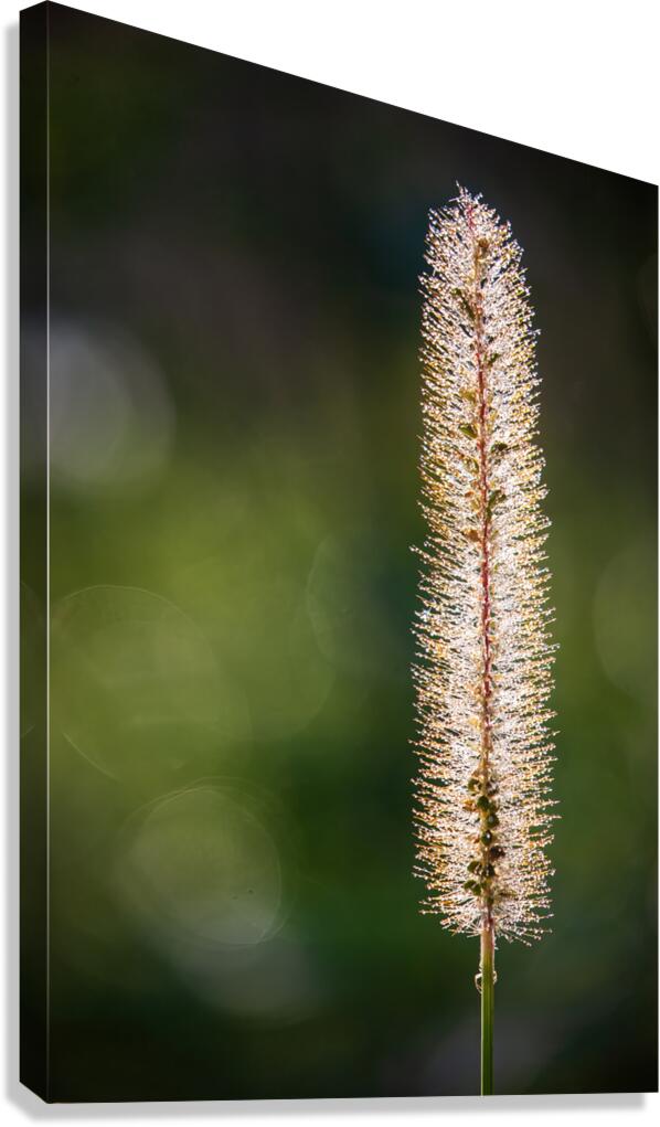 Foxtail Glow
