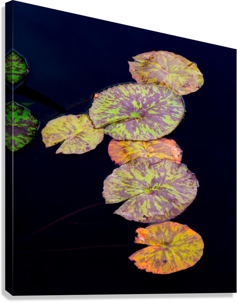Lily Pads