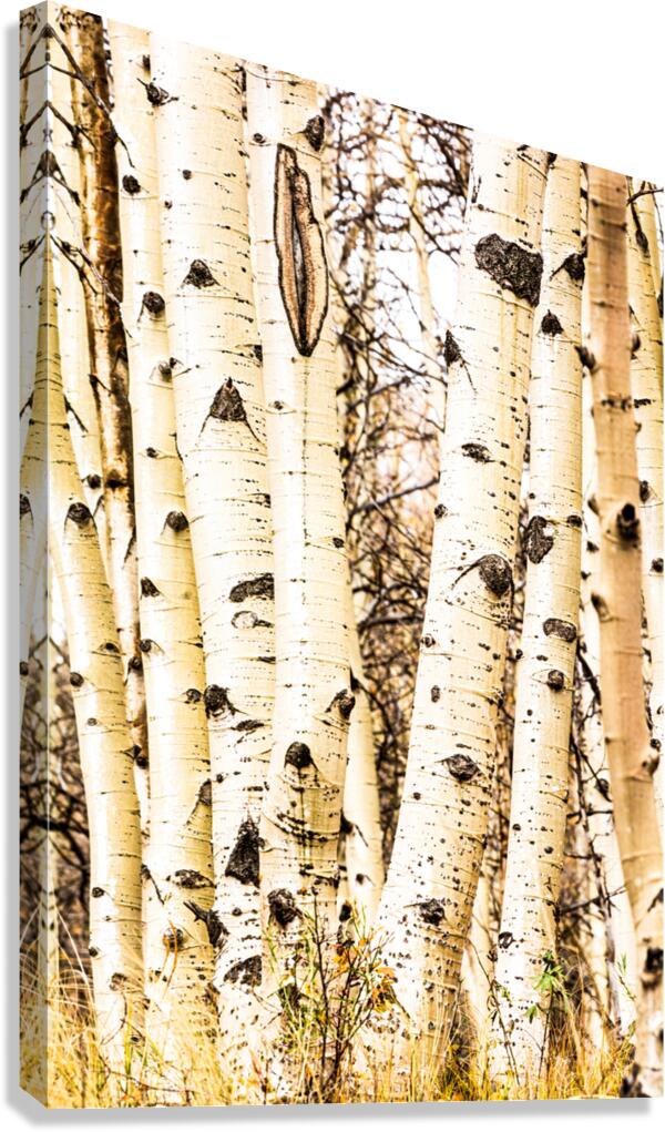 Aspen Trunks