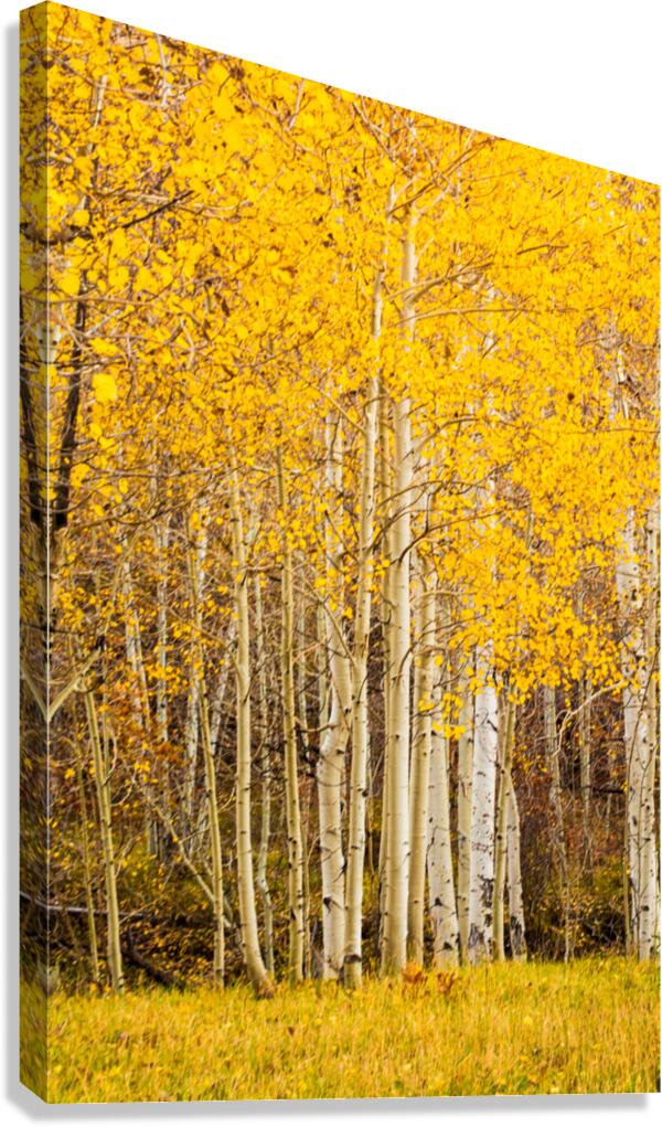 Golden Aspen
