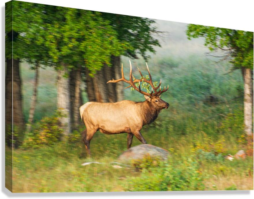  A Bull Elk In Motion