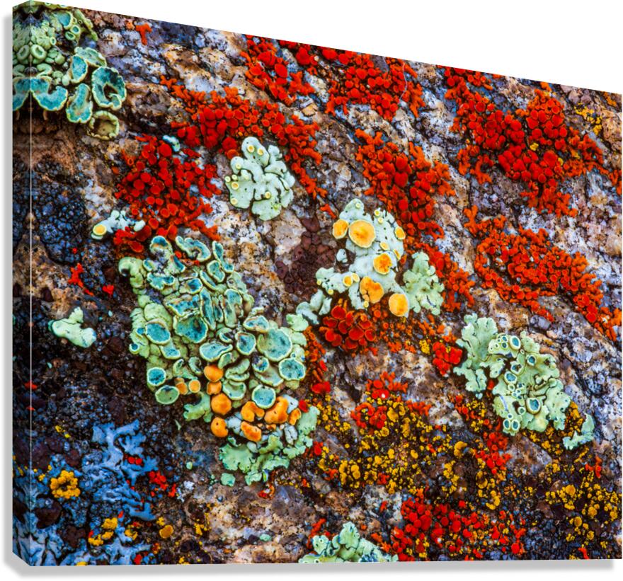 Im Lichen This