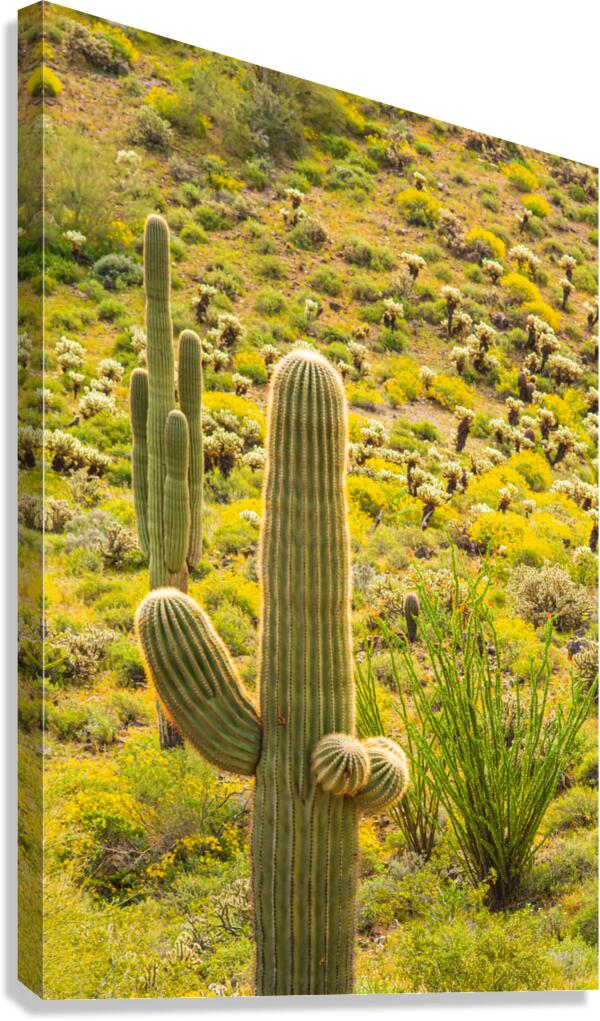  A Friendly Saguaro Cactus