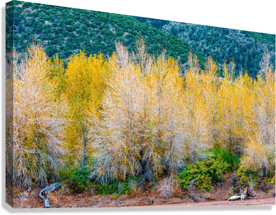 Riverbank Gold