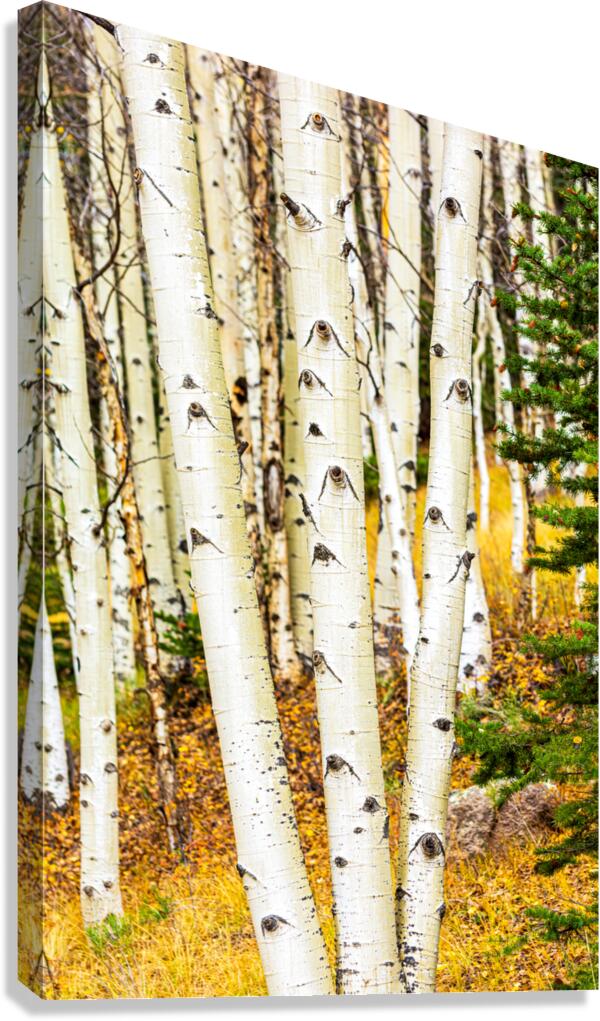 Aspen Trunks 3