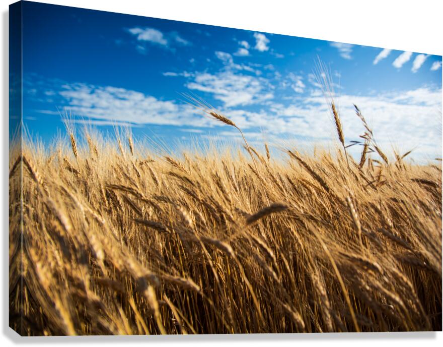 Wheat And Sky