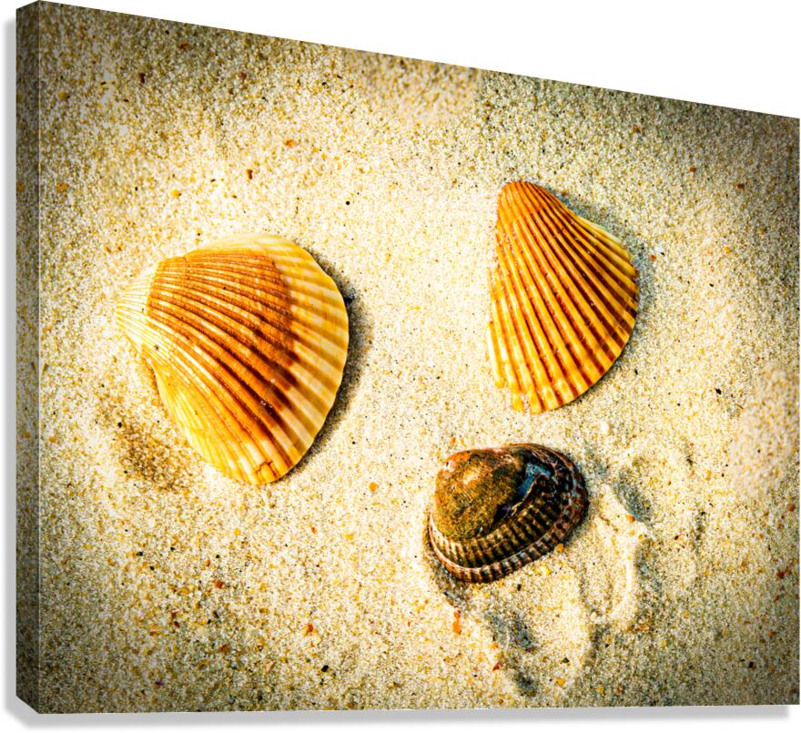 Three Shells