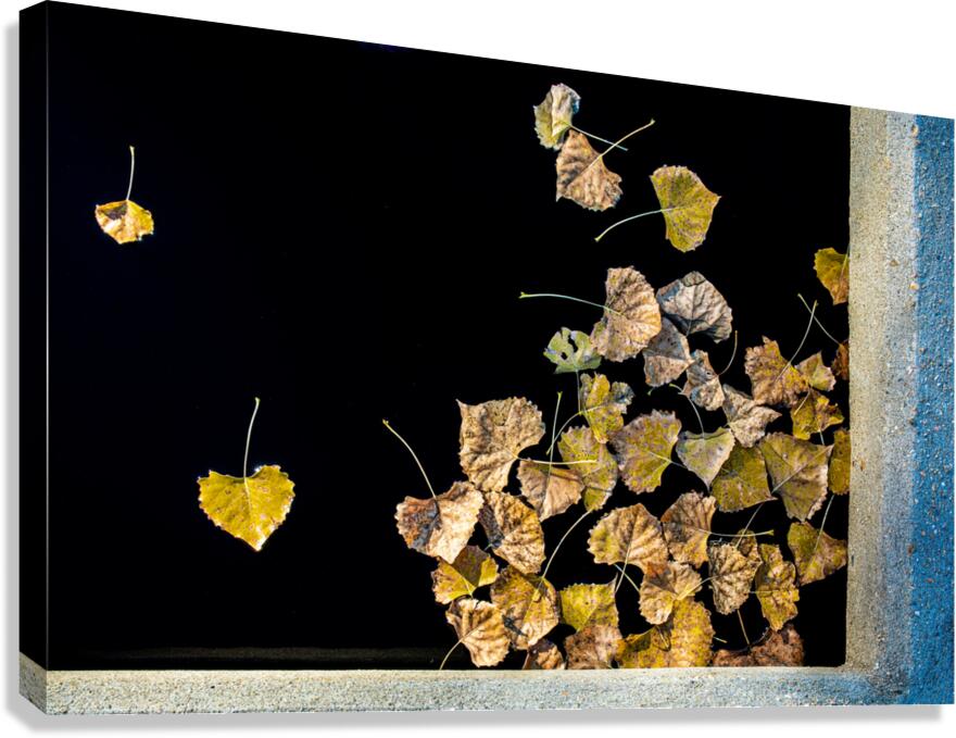 Floating Leaves