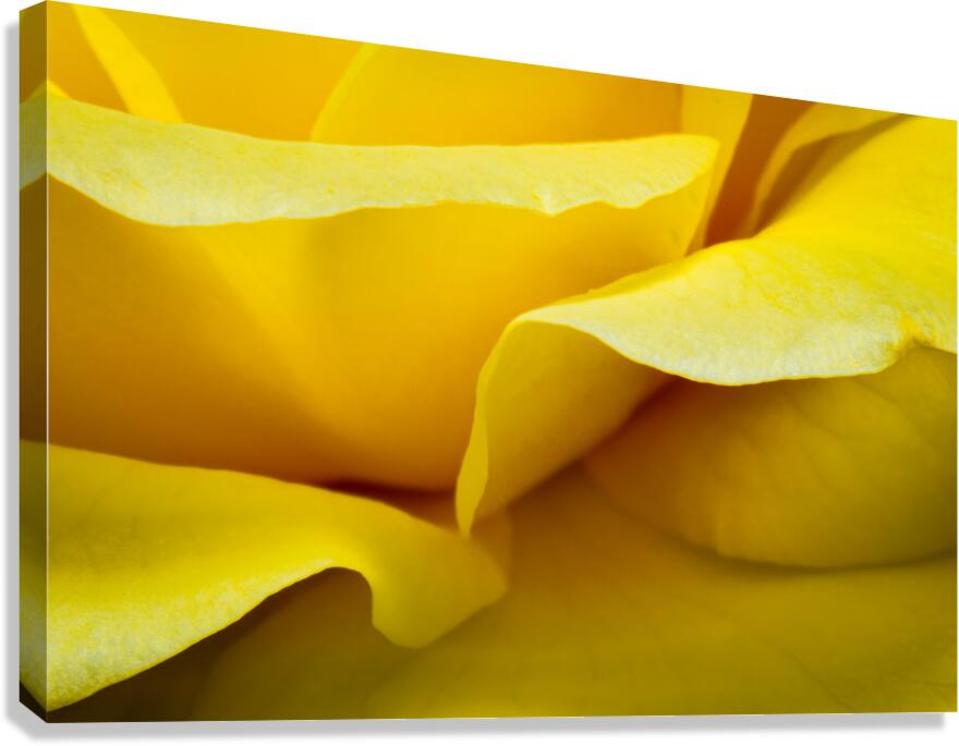 Edges of a Rose