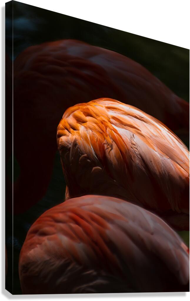 Flamingo Light and Shadow