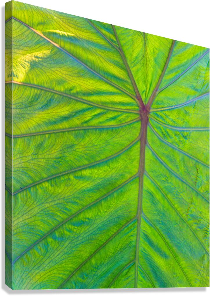 Elephant Ear Leaf