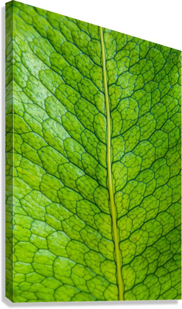 Leaf Pattern