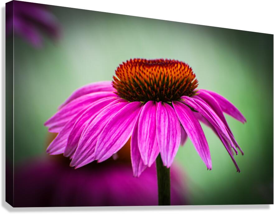Purple Echinacea