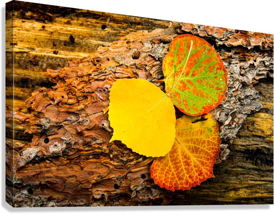 Colorful Aspen Leaves On Pine Bark