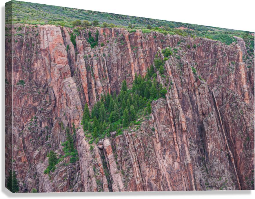 Rock Wall Forest