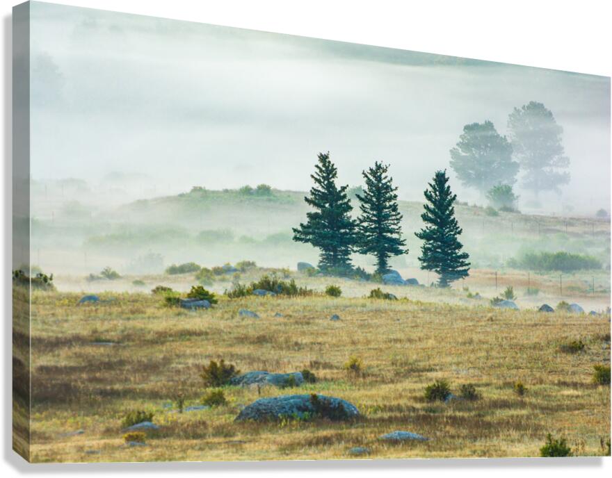 Three Trees In The Morning Mist