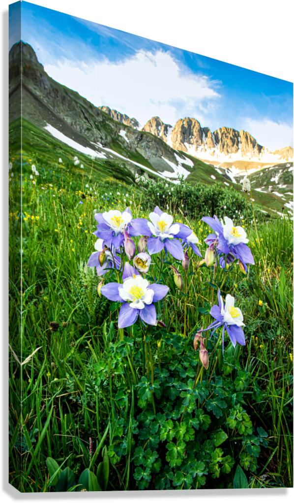 American Basin Columbine