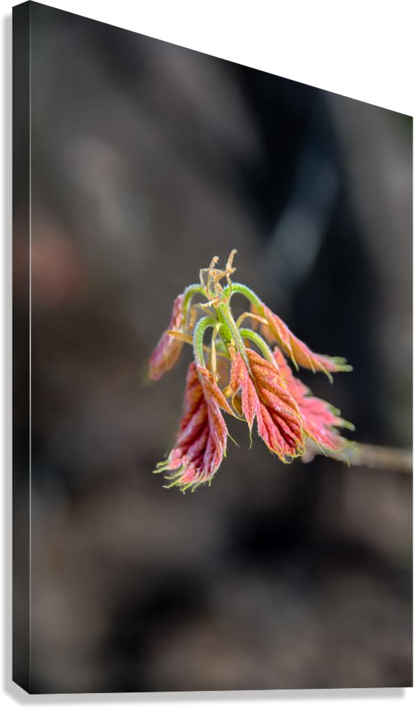 Emerging