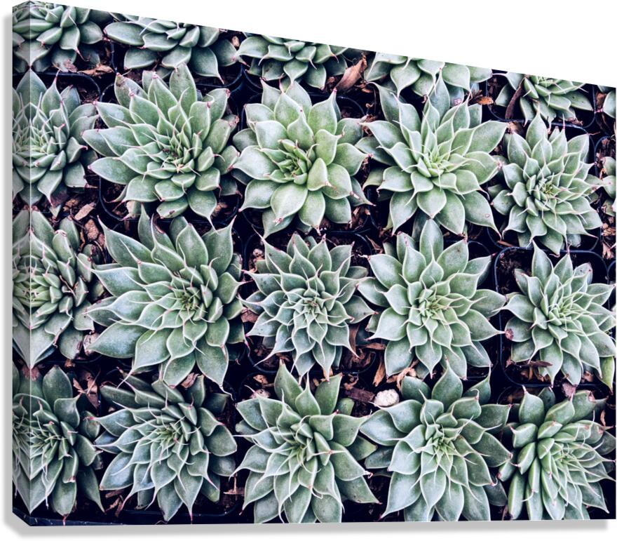 Echevaria 2