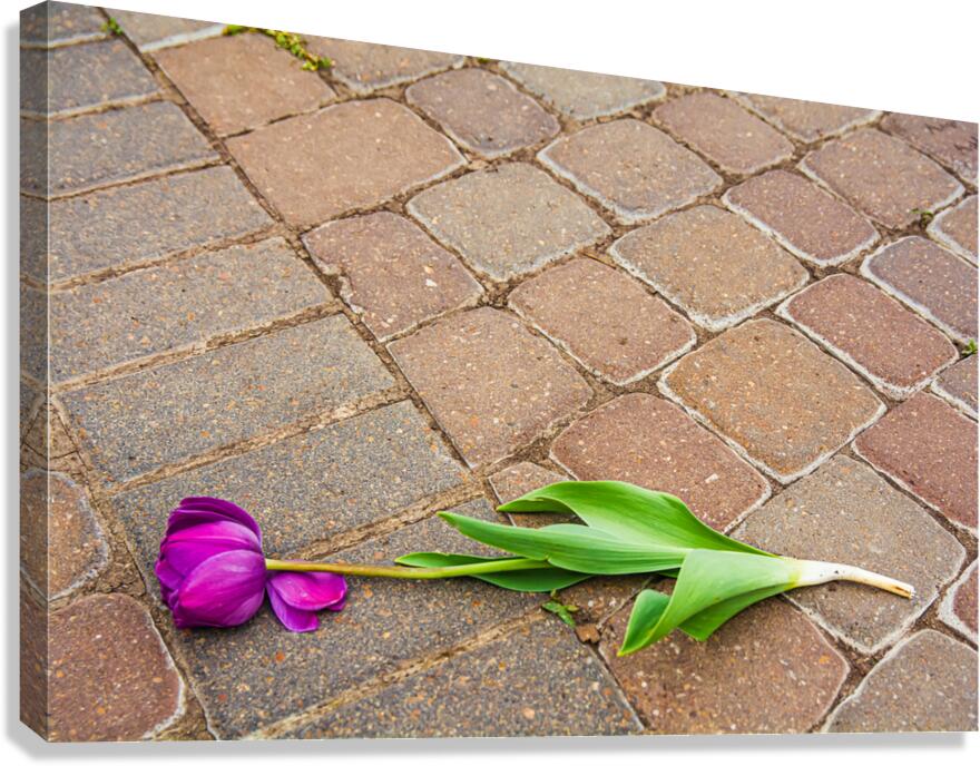 Fallen Tulip On The Bricks