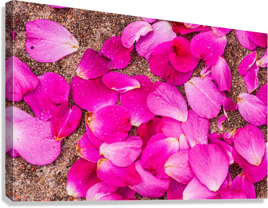 Fallen Petals