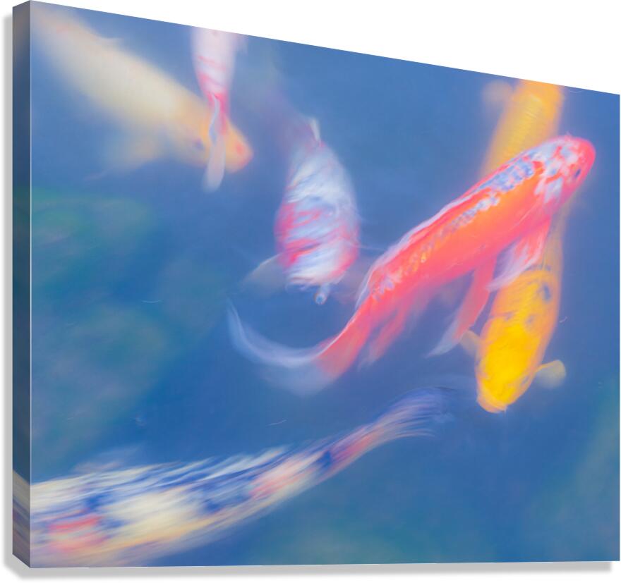 Koi Swirls