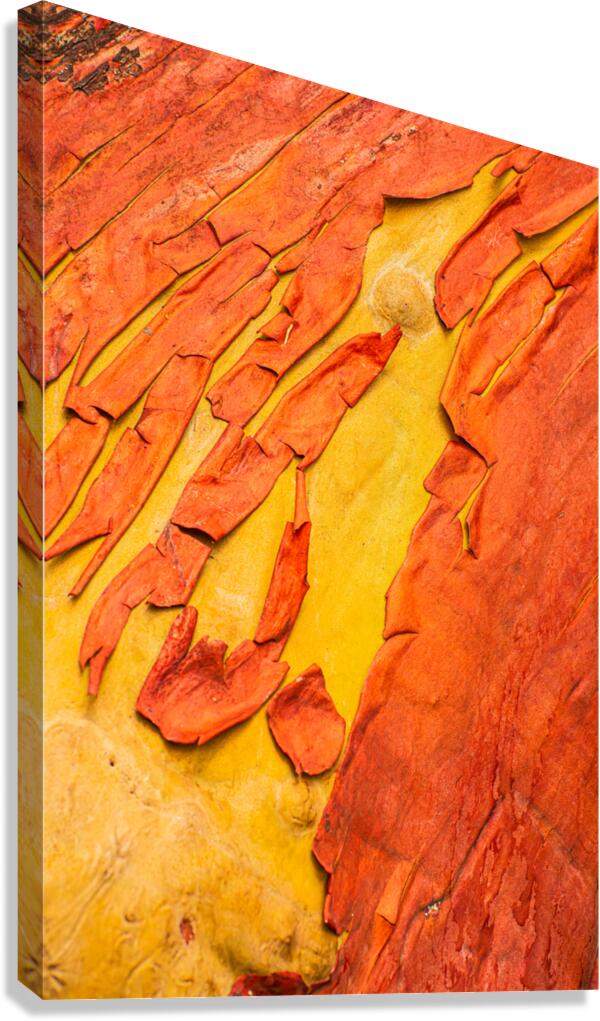 Madrone Tree Bark