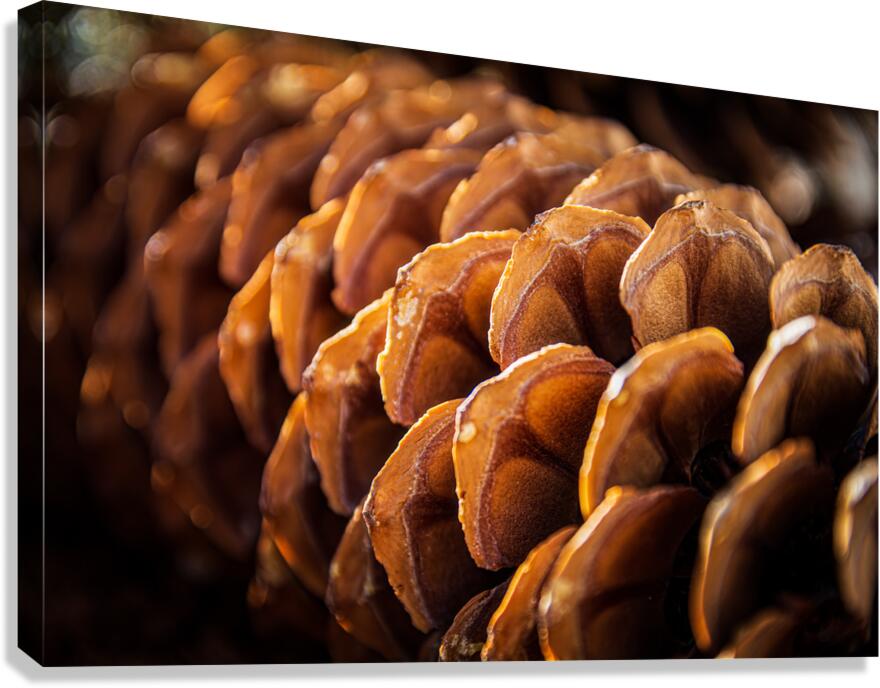 Pine Shingles