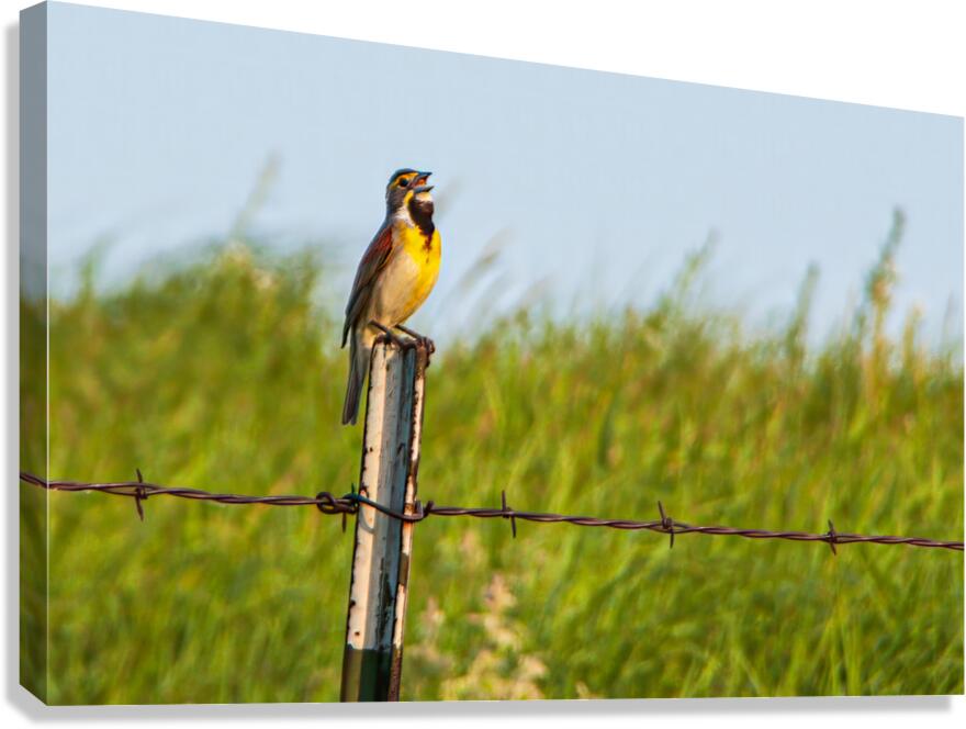 Prairie Song