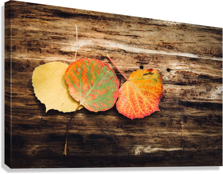 Three Colorful Aspen Leaves On Dark Wood