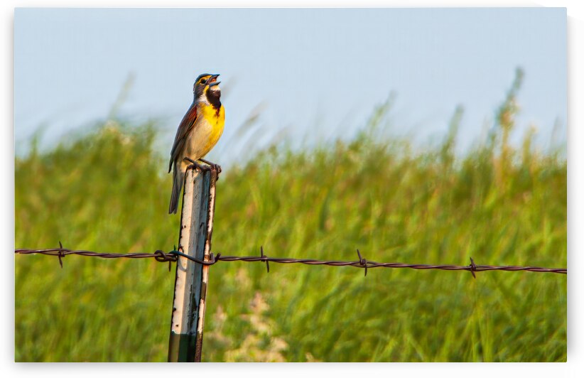 Prairie Song by Prairie Wind Imagery