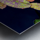 Lily Pads Metal print