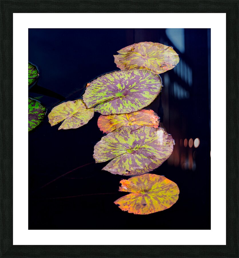Lily Pads Picture Frame print