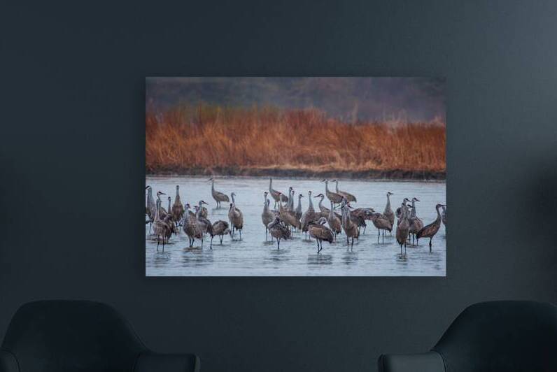 Wading Cranes by Prairie Wind Imagery