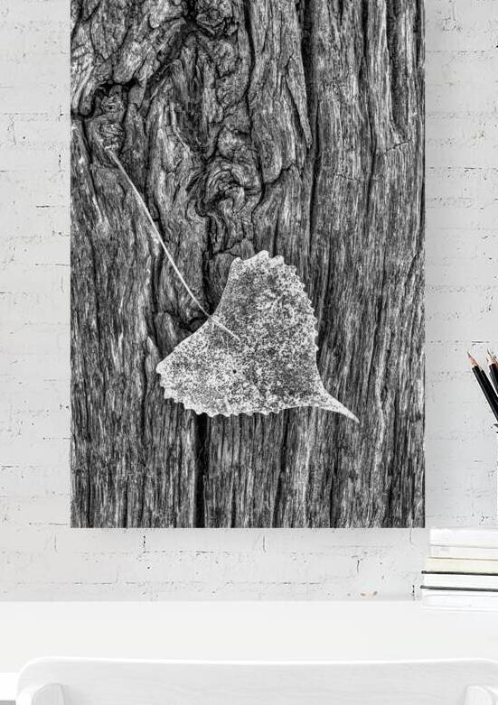A Cottonwood Leaf On Weathered Wood In B&W by Prairie Wind Imagery