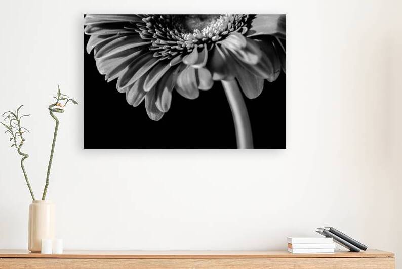 Gerbera5 by Prairie Wind Imagery