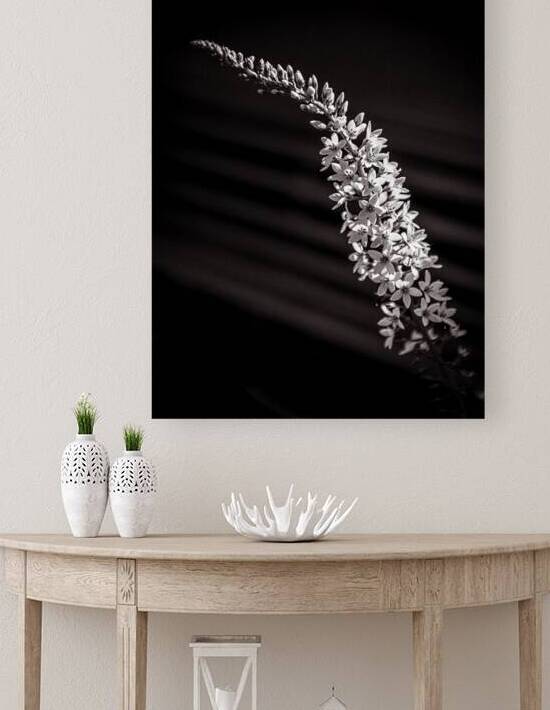 Loosestrife B W by Prairie Wind Imagery