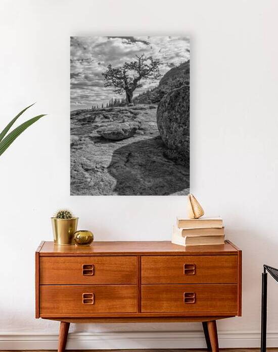 Weathered Pine And Rocks B W by Prairie Wind Imagery