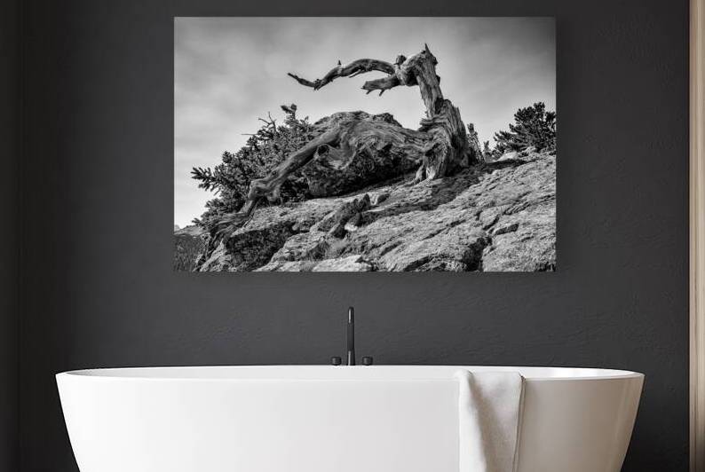 Reach For The Sky B&W by Prairie Wind Imagery