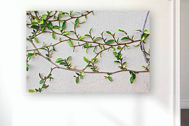 Creeper by Prairie Wind Imagery