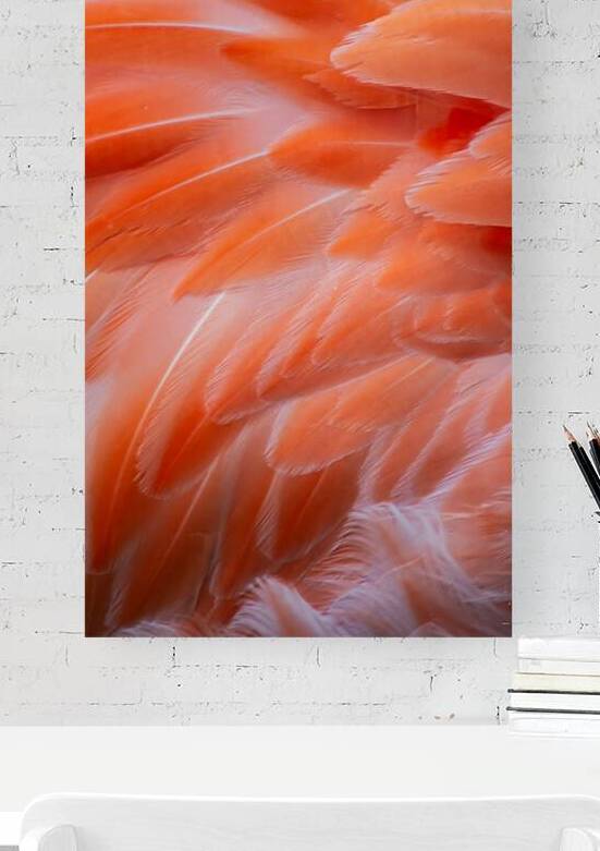 Flamingo by Prairie Wind Imagery