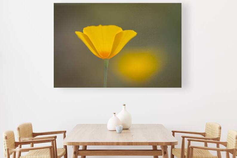 Dreamy Poppy by Prairie Wind Imagery