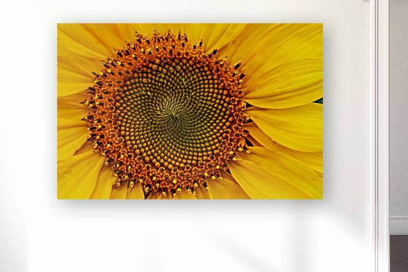 Fibonacci by Prairie Wind Imagery