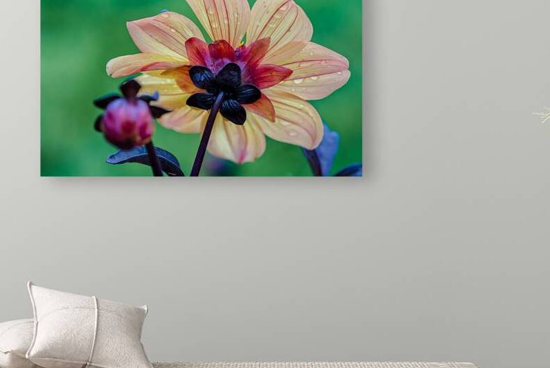 Cool Dahlia by Prairie Wind Imagery