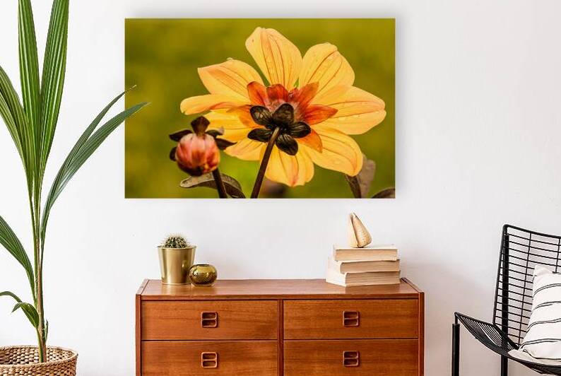 Warm Dahlia by Prairie Wind Imagery