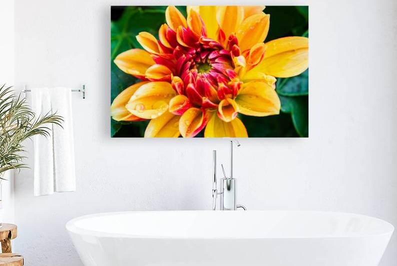 Dahlia Flower With Dew Drops by Prairie Wind Imagery