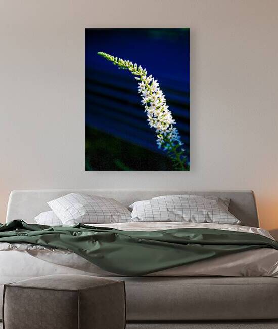Loosestrife by Prairie Wind Imagery