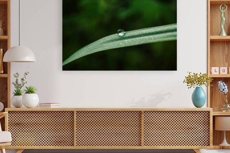 Dew Drop On a Blade of Grass by Prairie Wind Imagery