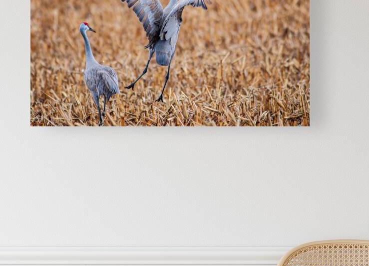 Joyful Dance by Prairie Wind Imagery