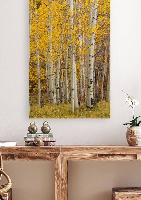 Autumn Aspen Grove by Prairie Wind Imagery